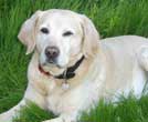 photo chien Labrador sable